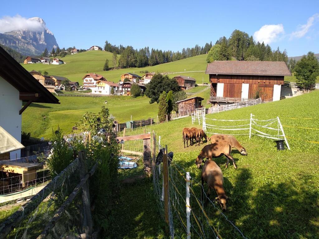 Haus Belodei - Apt B Sankt Martin im Turm Buitenkant foto